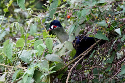 Touraco de Hartlaub - Hartlaub's Turaco