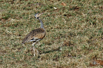 Outarde du Sngal - White-bellied Bustard