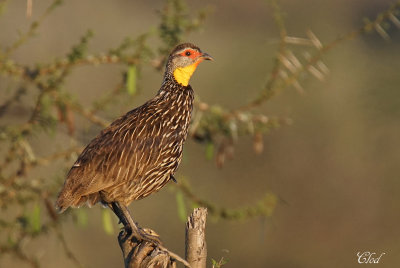 Francolin  cou jaune - Yellow-necked Spurfowl