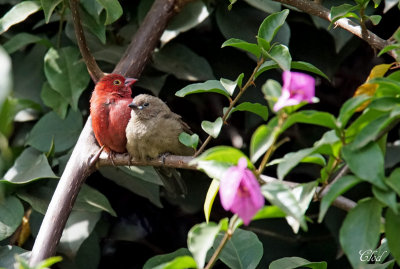 Amarante du Sngal - Red-billed Firefinch