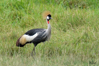 Grue royale - Grey Crowned Crane