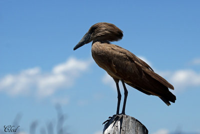 Ombrette africaine - Hamerkop