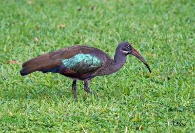 Ibis hagedash - Hadada Ibis