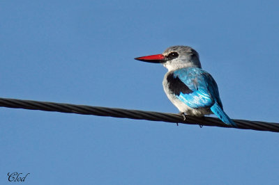 Martin-chasseur du Sngal - Woodland Kingfisher
