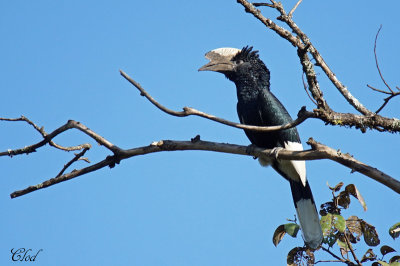 Calao  joues grises - Black-and-white-casqued Hornbill (male)