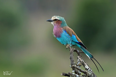 Rollier  longs brins - Lilac-breasted roller