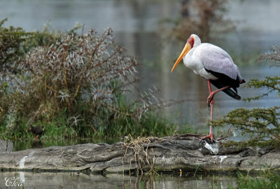 Tantale ibis - Yellow-billed stork