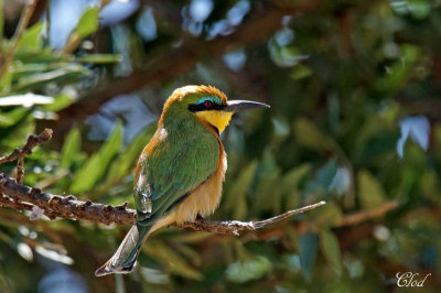 Gupier nain - Little bee-eater