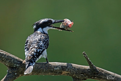 Martin-pcheur pie - Pied kingfisher