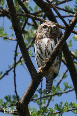 Chevchette perle - Pearl-spotted owlet