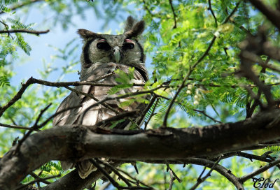 Grand-duc de Verreaux - Verreaux's Eagle-owl