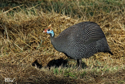 Pintade de Numidie - Helmeted guineafowl