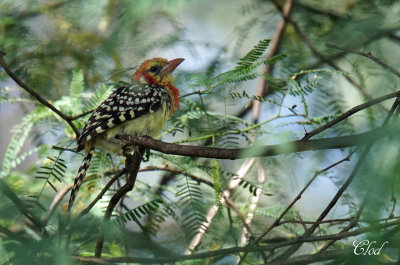 Barbican  tte rouge - Red-and-yellow Barbet