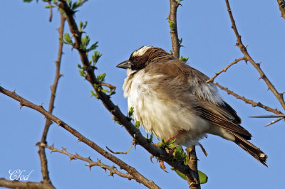Mahali  sourcils blancs - White-browed Sparrow-weaver