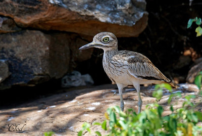 Oedicnme vermicul - Water thick-knee