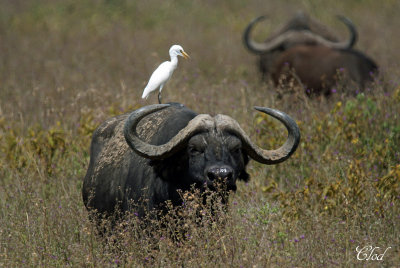 Hron garde-boeufs  et buffle - Cattle egret and buffalo