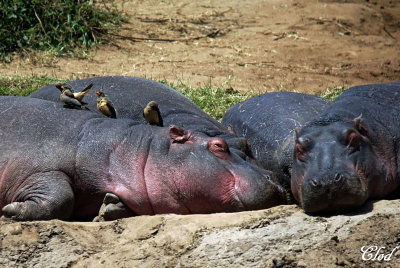 Piqueboeufs  bec jaune et hippopotames! - Yellow-billed Oxpeckers and hippos !