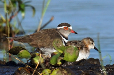 Pluvier  triple collier - Three-banded plover