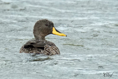 Canard  bec jaune - Yellow-billed duck
