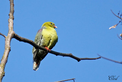 Colombar  front nu - African green pigeon