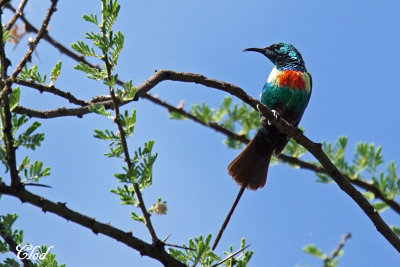 Souimanga  longue queue - Beautiful sunbird