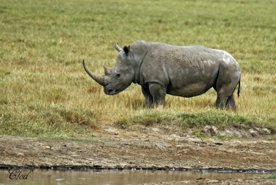 Rhinocros blanc - White rhino