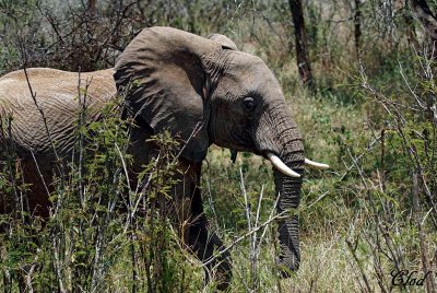 lphant d'Afrique - African elephant