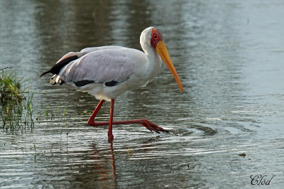 Tantale ibis - Yellow-billed stork