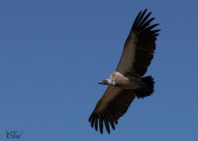 Vautour africain - African white-backed vulture