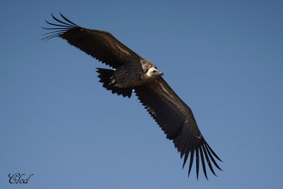 Vautour de Ruppell - Ruppell's vulture