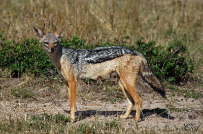 Chacal  chabraque - Black-backed Jackal