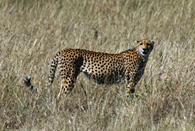 Gupard - Cheetah
