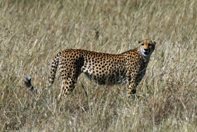 Guépard - Cheetah
