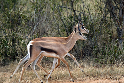 Gazelles de Thomson - Thomson's Gazelle