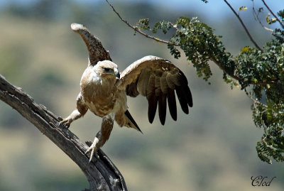 Aigle ravisseur - Tawny Eagle