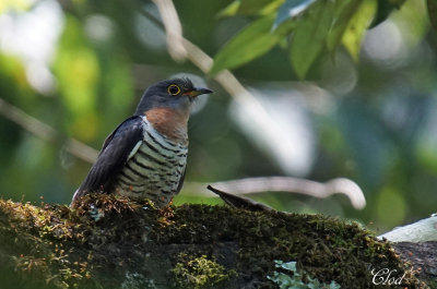Coucou solitaire - Red-chested cuckoo