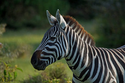 Zbre -Zebra 
