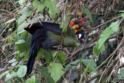 Touraco de Hartlaub - Hartlaub's Turaco