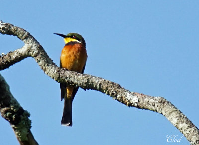 Guêpier montagnard - Cinnamon-chested Bee-eater