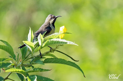 Souimanga à longue queue - Beautiful sunbird (immature)