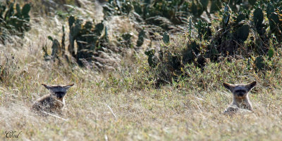 Renard  oreilles de chauve-souris - Bat-eared Fox