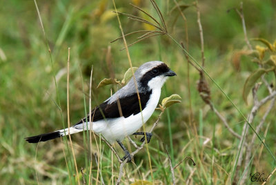Pie-griche  dos gris - Grey-backed fiscal