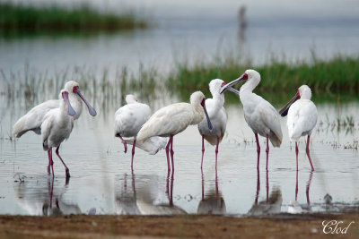 Spatules d'Afrique - African spoonbills