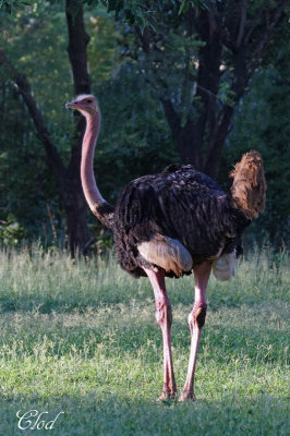 Autruche d'Afrique - Common Ostrich