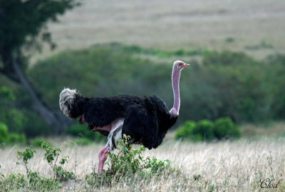 Autruche d'Afrique - Common Ostrich