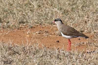 Vanneau couronn - Crowned lapwing