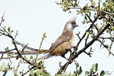Coliou ray - Speckled Mousebird