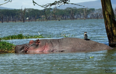 Hippo et Grand Cormoran - Hippo and Great Cormorant