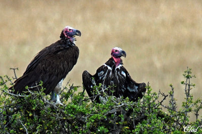 Vautour oricou - Lappet-faced Vulture