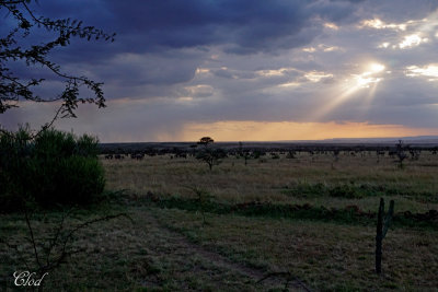 Maasa Mara Zebra Plains Mara Camp